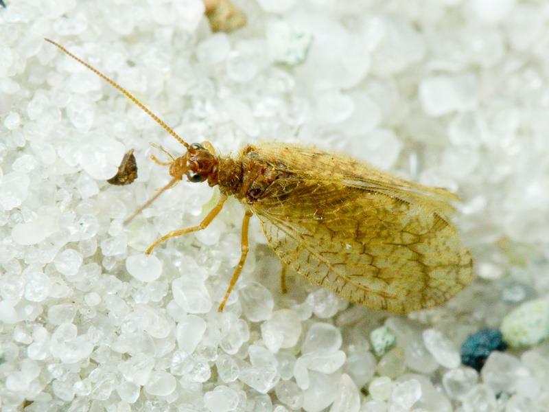 Neuroptera